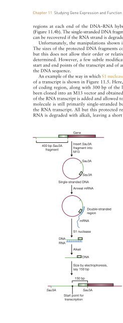 Gene Cloning and DNA Analysis: An Introduction, Sixth Edition ...