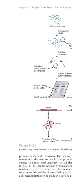 Gene Cloning and DNA Analysis: An Introduction, Sixth Edition ...