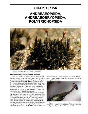 chapter 2-6 andreaeopsida, andreaeobryopsida, polytrichopsida