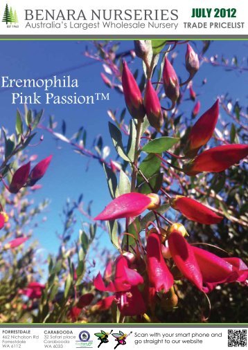 Eremophila Pink Passion™