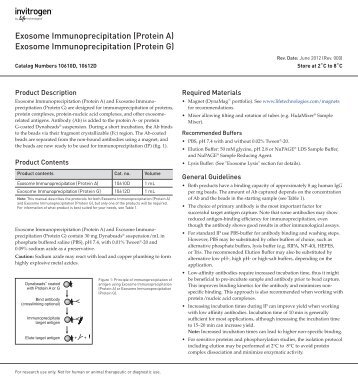 Exosome Immunoprecipitation - Invitrogen