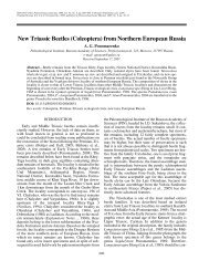 New Triassic Beetles (Coleoptera) from Northern European Russia