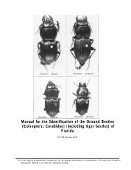 Manual for the Identification of the Ground Beetles - University of ...