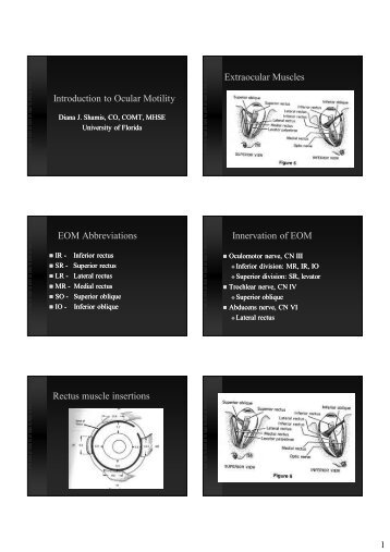 Introduction to Ocular Motility Extraocular Muscles EOM ...