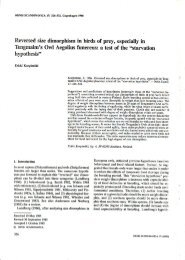 Reversed size dimorphism in birds of prey, especially in Tengmalm's ...