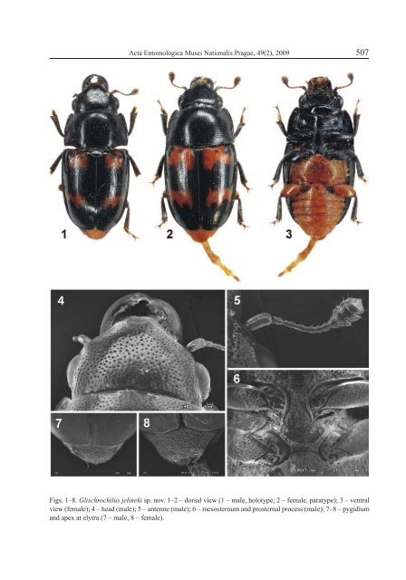 A new species of the genus Glischrochilus - Acta Entomologica ...