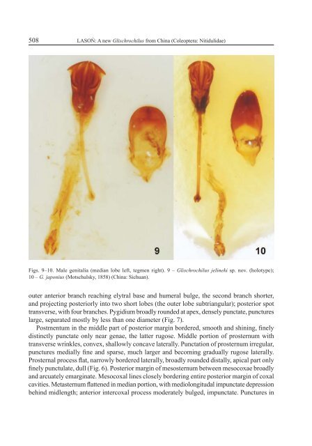 A new species of the genus Glischrochilus - Acta Entomologica ...