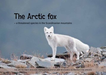 The Arctic fox - NINA