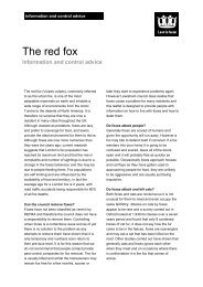 The red fox - London Borough of Lewisham