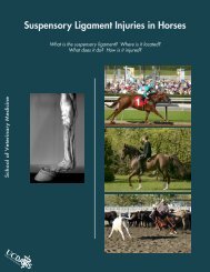 Suspensory Ligament Injuries in Horses - UC Davis School of ...