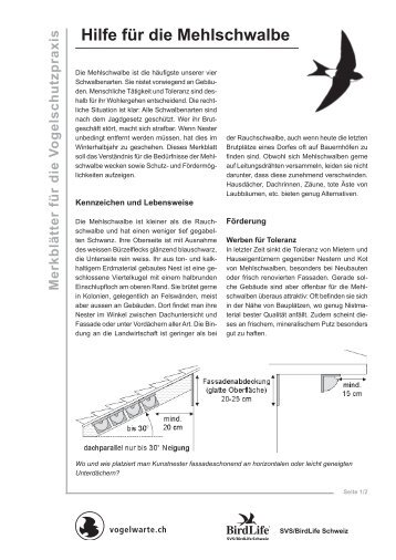Hilfe für die Mehlschwalbe - Schweizerische Vogelwarte Sempach