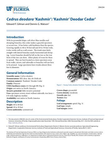 Cedrus deodara 'Kashmir': 'Kashmir' Deodar Cedar1 - EDIS ...