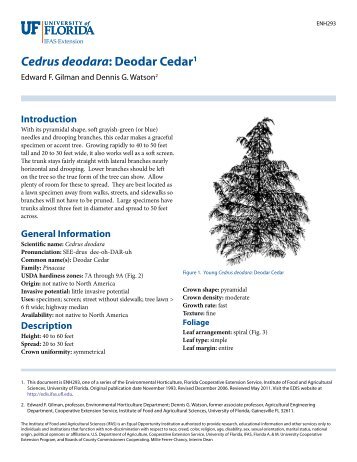 Cedrus deodara: Deodar Cedar1 - EDIS - University of Florida