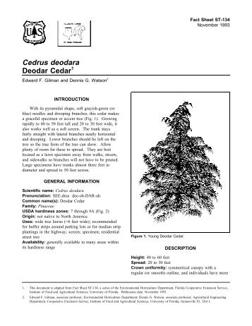 Cedrus deodara Deodar Cedar - Environmental Horticulture ...