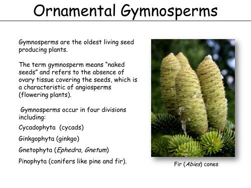 are gymnosperms flowering plants