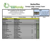 Butterflies - Canopy Tower