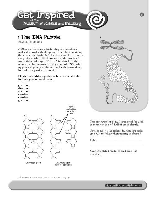What Molecules Make Up The Sides Of The Dna Ladder - Mugeek Vidalondon