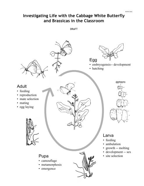 Investigating Life with the Cabbage White Butterfly and  - Fast Plants