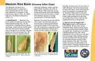 Mexican Rice Borer Eoreuma loftini (Dyar)