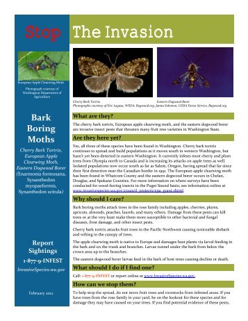 Bark Borking moths Fact Sheet - Washington Invasive Species Council