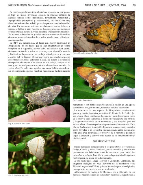 diversidad de mariposas diurnas en la reserva privada yacutinga ...