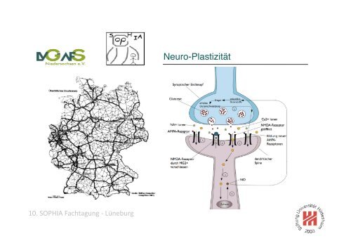 Anatomie des Lernens Prof. Dr. Kristian Folta FS Neurobiologische ...