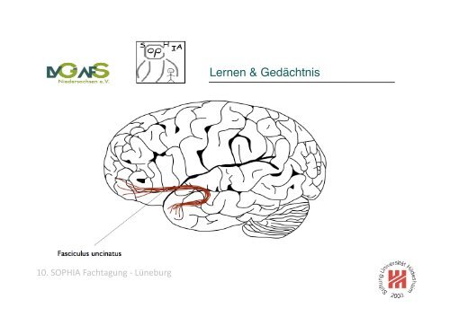 Anatomie des Lernens Prof. Dr. Kristian Folta FS Neurobiologische ...