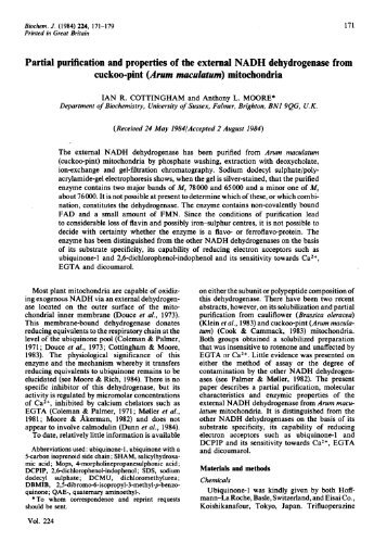 cuckoo-pint (Arum maculatum) mitochondria