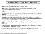 CUCURBITACEAE – GOURD OR CUCUMBER FAMILY - Flora by Max