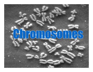 Chromosomes PowerPoint 2009-2010