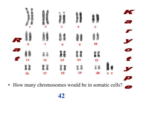 Chromosomes PowerPoint 2009-2010