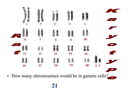 Chromosomes PowerPoint 2009-2010