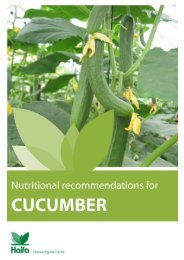 Crop Guide: Nutritional recommendations for Cucumber - Haifa-Group