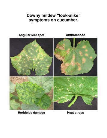 Downy mildew “look-alike” symptoms on cucumber.