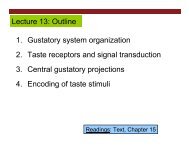 Lecture 13: Outline 1. Gustatory system organization 2. Taste ...