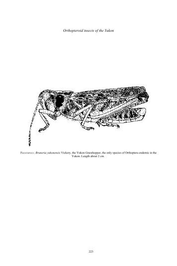 Orthopteroids (Orthopteroidea) of the Yukon (V.R. Vickery)