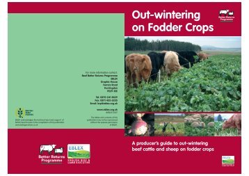 Out-wintering on Fodder Crops - Eblex