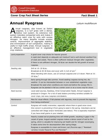 Cover Crop Fact Sheet Annual Ryegrass-2 - Horticulture - Cornell ...