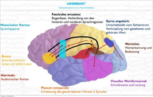 Neurobiologische Grundlagen des Lernens 1 ... - SCHORESCH