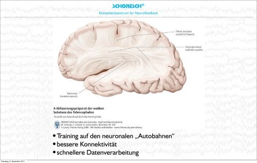 Neurobiologische Grundlagen des Lernens 1 ... - SCHORESCH