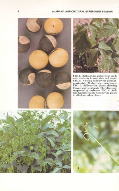 Balloonvine Biology and Control in Soybeans - Auburn University ...