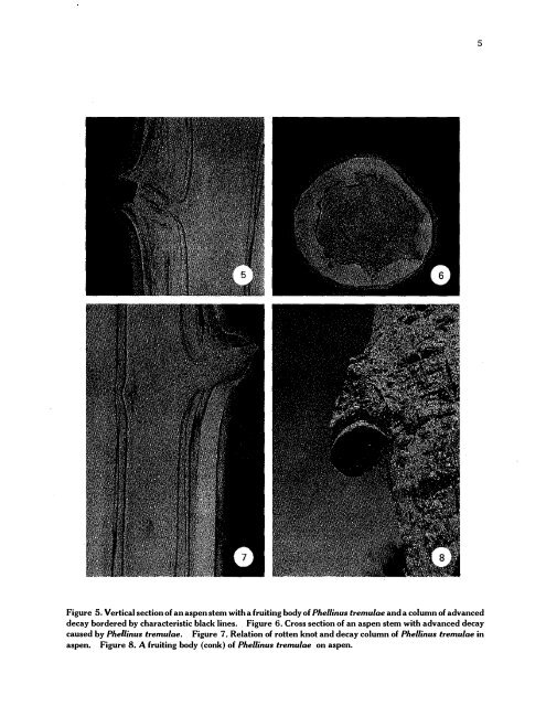 decay of aspen and balsam poplar in alberta - Canadian Forest ...