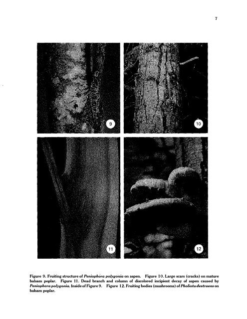 decay of aspen and balsam poplar in alberta - Canadian Forest ...