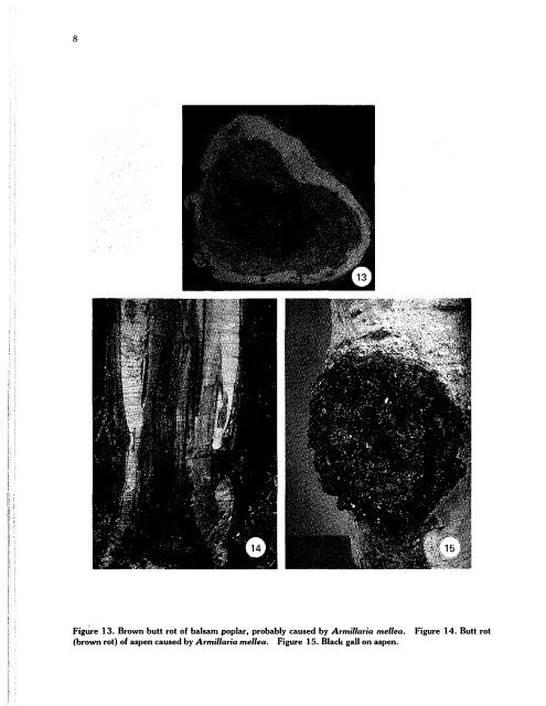 decay of aspen and balsam poplar in alberta - Canadian Forest ...