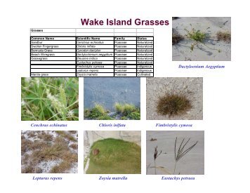 Wake Island Flora Summary