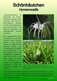 Hymenocallis