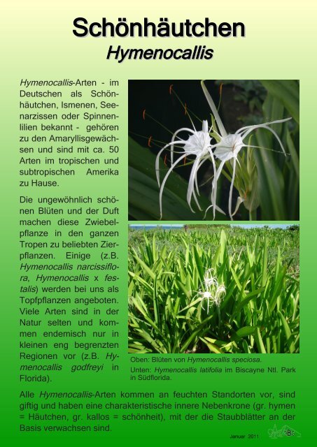 Hymenocallis