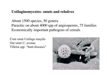 Ustilaginomycetes - Mycotopia