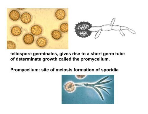 Ustilaginomycetes - Mycotopia