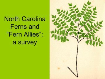 Habitats of North Carolina Ferns - UNC Herbarium